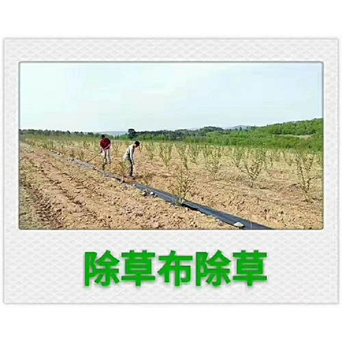 防草?1